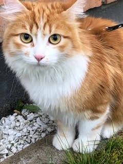 sibirisk katt Vivaldi