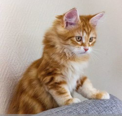 sibirisk kattunge Yazhi/Teddy från Yy-kullen