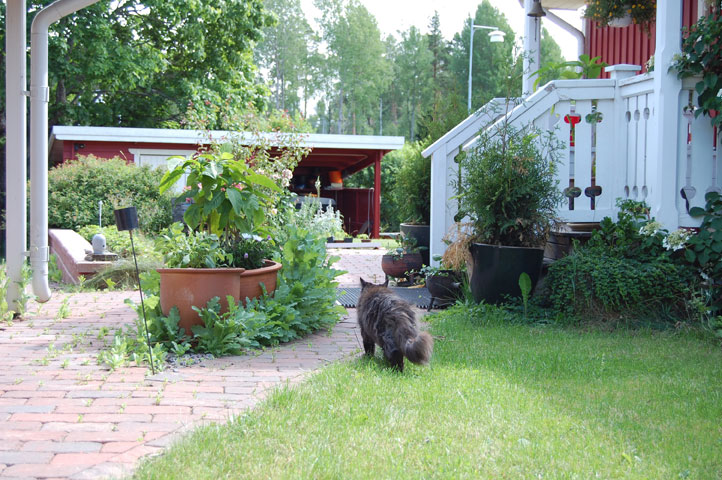 maine coon