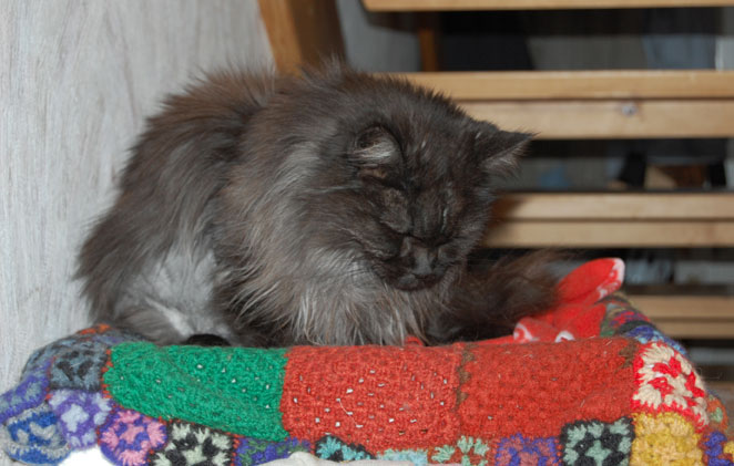 maine coon