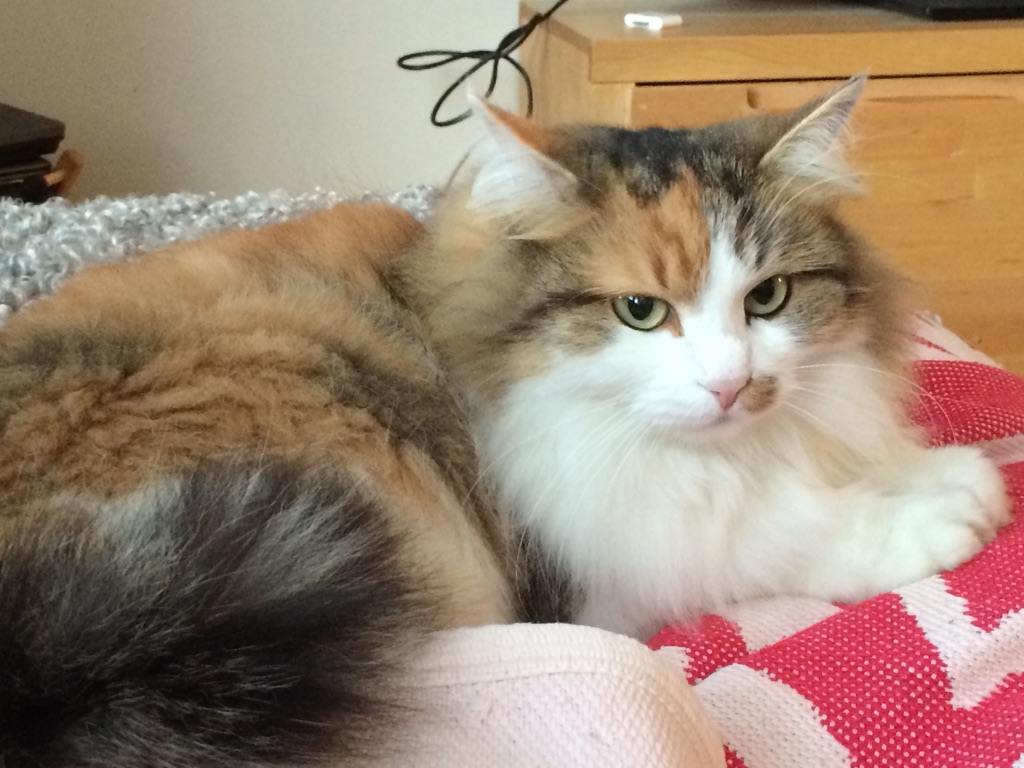 sibirisk katt Gaia