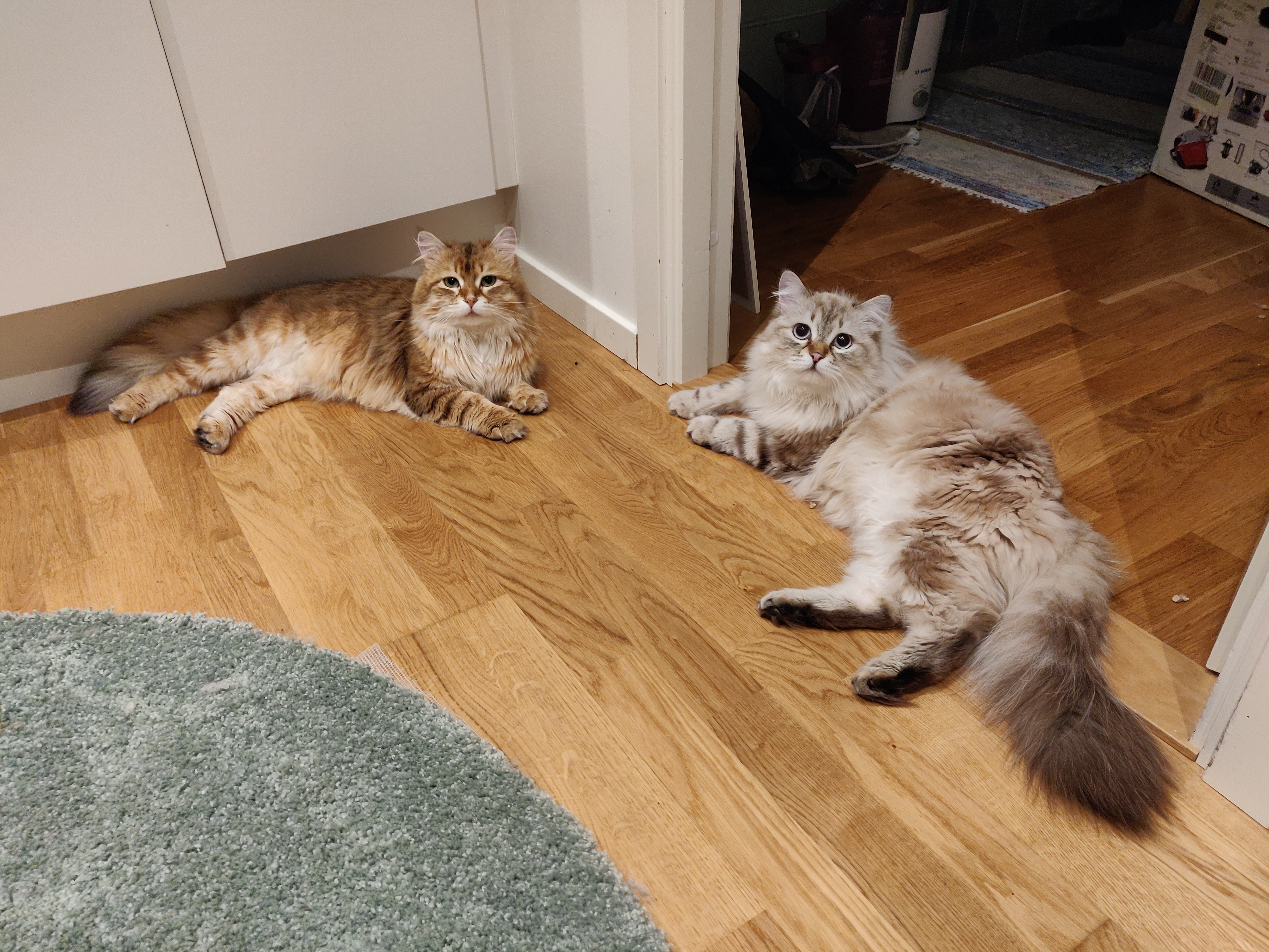 sibirisk katt Ilos o Orion