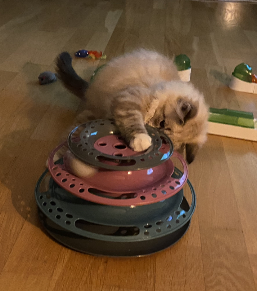 Sibirisk katt Dixie