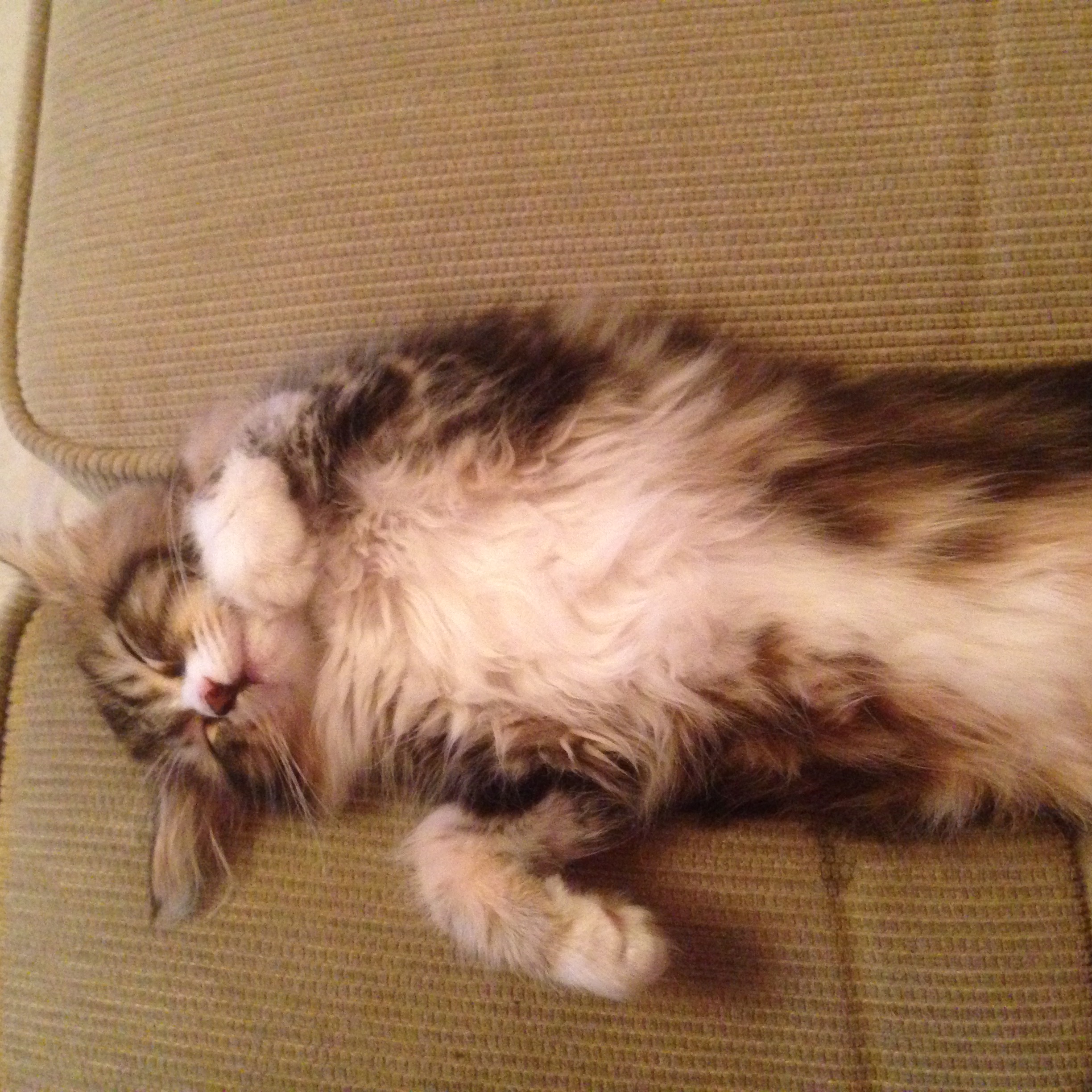 sibirisk kattunge Vega
