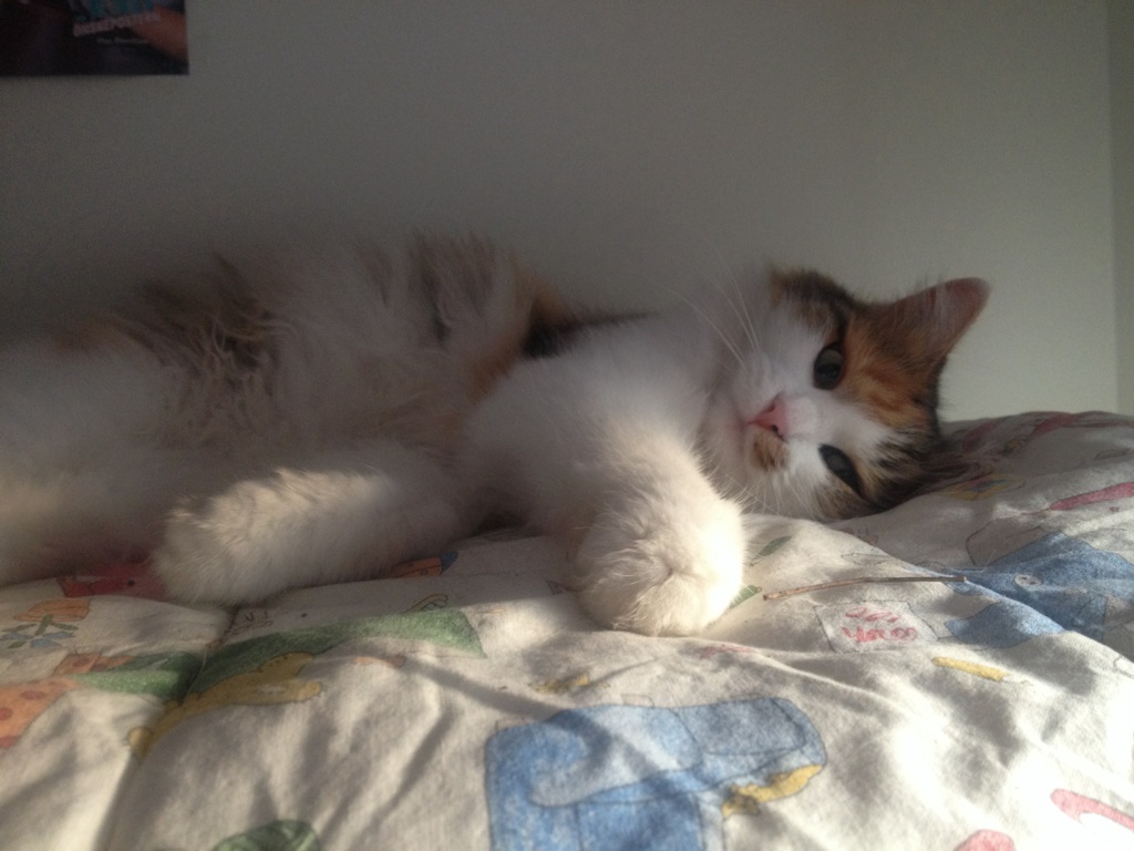 sibirisk katt Gaia