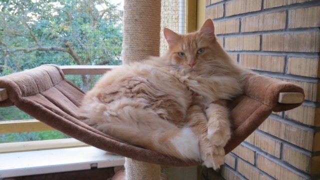Sibirisk katt Hercules