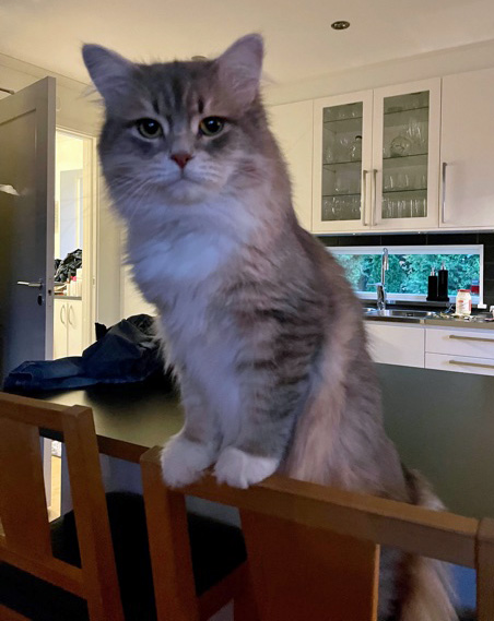 Sibirisk katt Ziggy