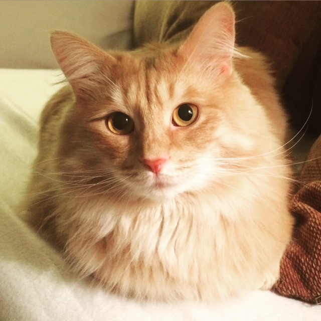 sibirisk katt Remus