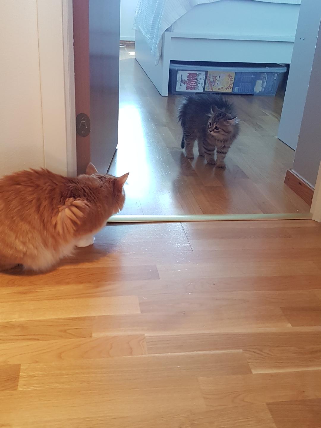 sibirisk katt Odilia Nimoy
