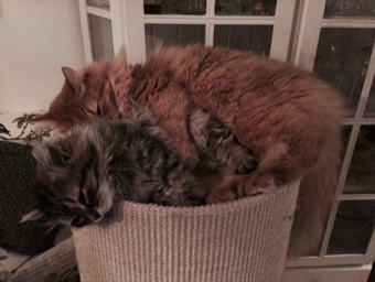 sibirisk kattunge Vincente