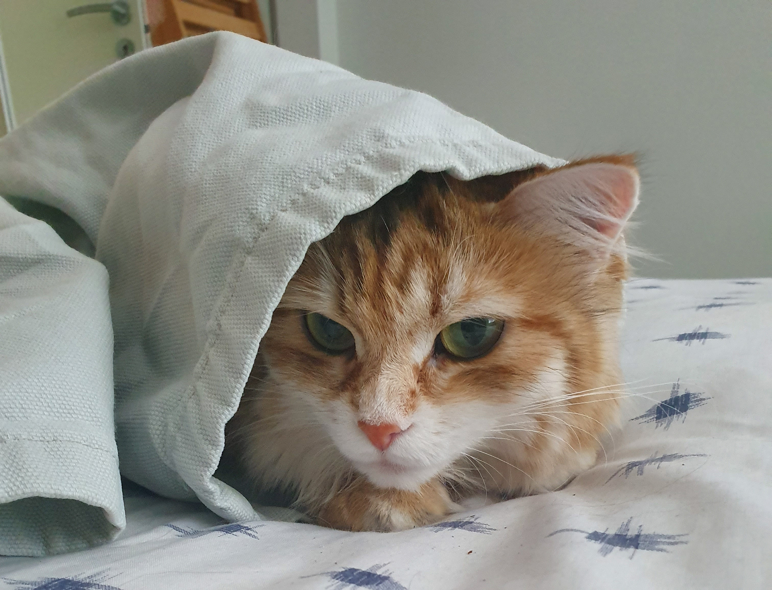 sibiriskkatt Marilyn