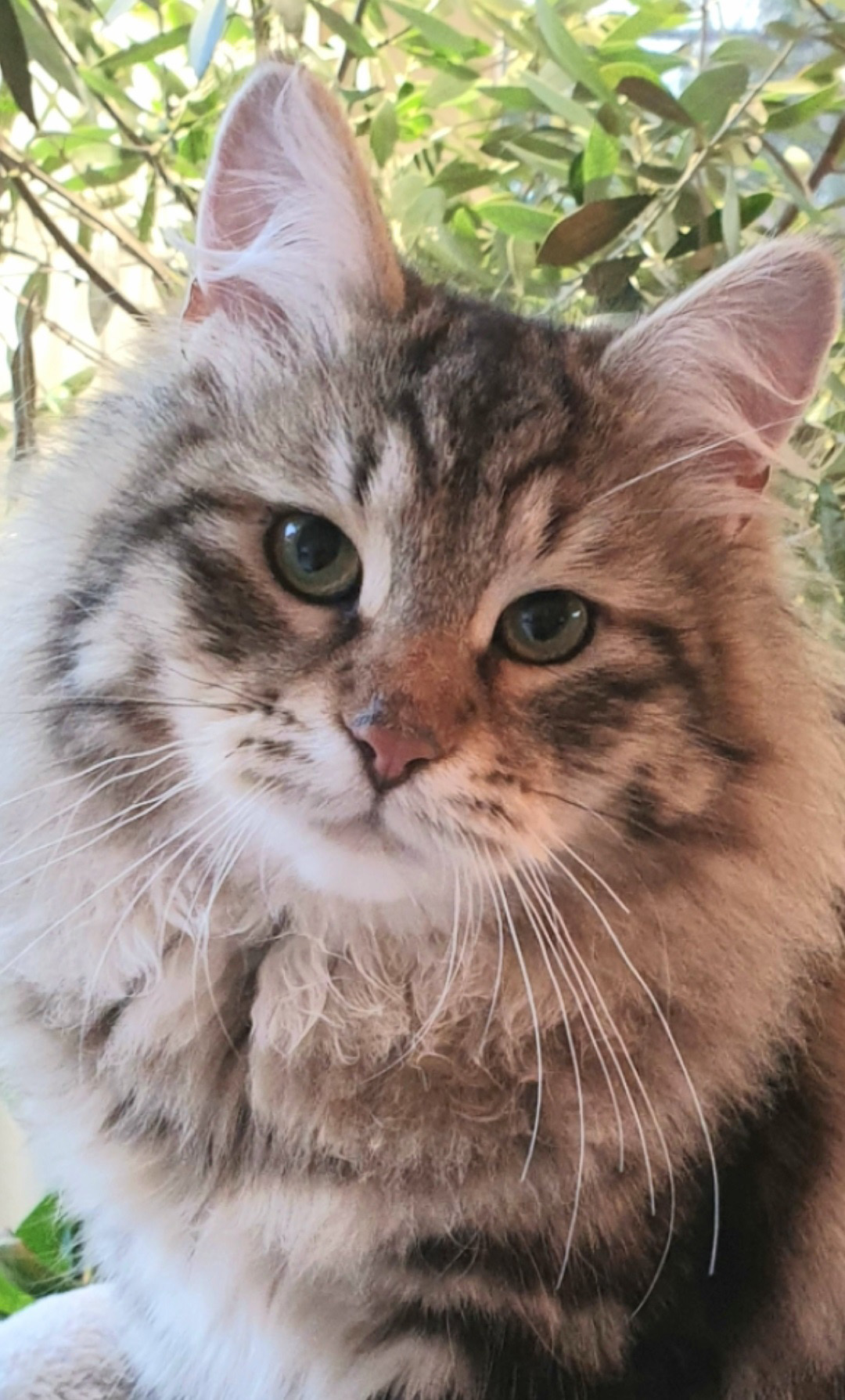 sibirisk katt Ragnar